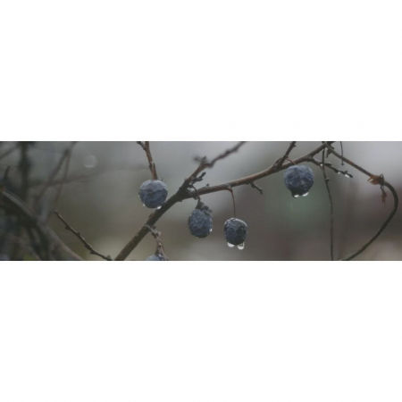 Декор Тракай 8 глянцевый 8,5х28,5